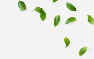 Ventilation positive (VMI) : une solution contre l’humidité de condensation