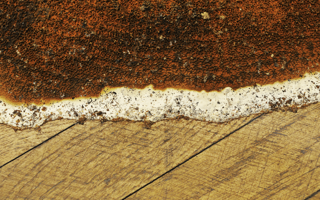 Mérule et champignons lignivores : reconnaître et agir à Saint-Germain-en-Laye