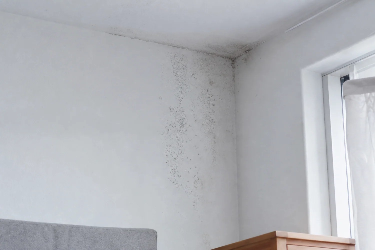 Moisissures localisées dans l'angle supérieur froid d'une chambre près d'une fenêtre
